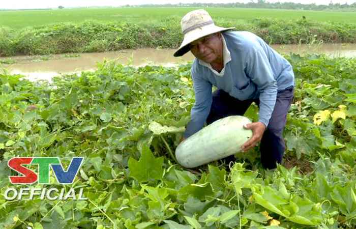 Tín hiệu vui cho nông dân trồng Bí Đao Bung